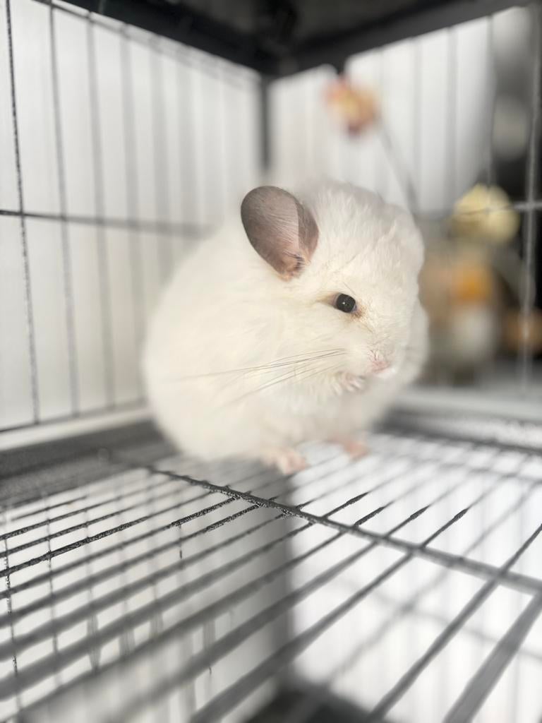 Chinchilla d'un an., Chinchilla, Vrouwelijk, Januari, Tam