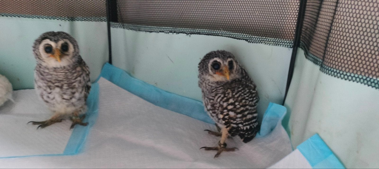 Roodpootbosuilen, Dieren en Toebehoren, Vogels | Overige Vogels, Geringd