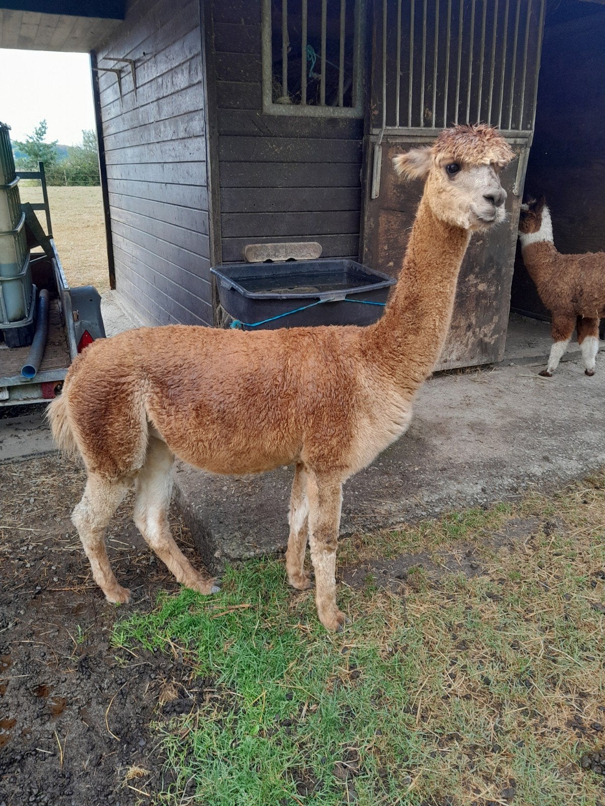 JUMENTS ALPAGA, Animaux & Accessoires, Animaux Autre, Mars, Femelle
