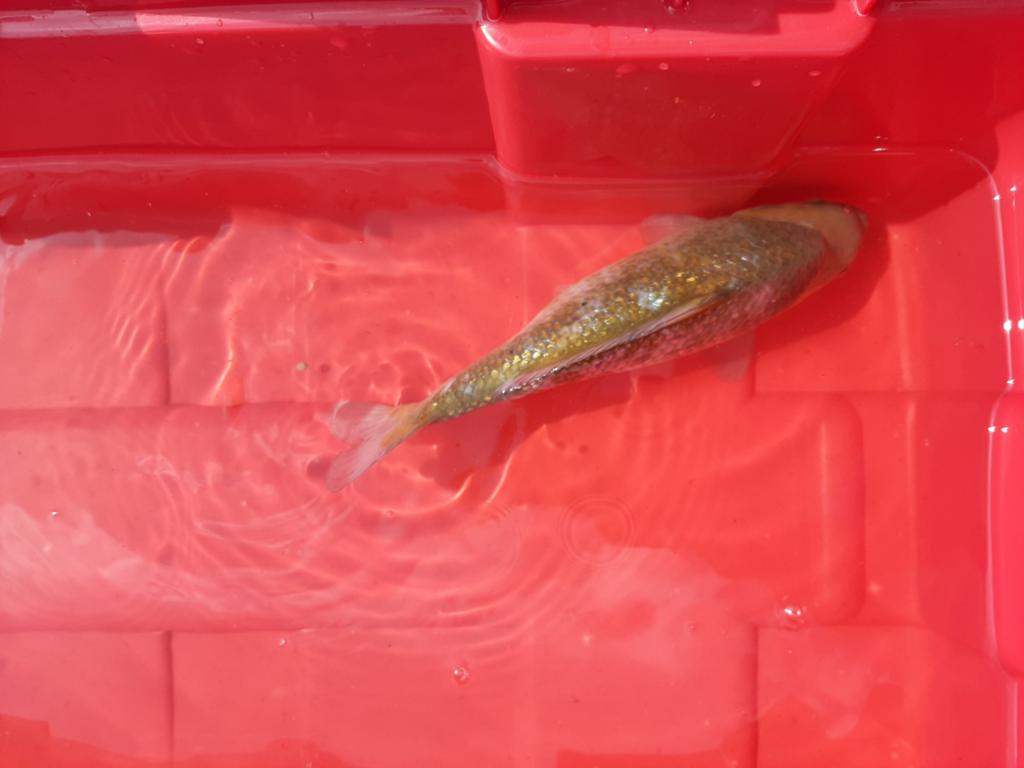 Koi s te koop, Dieren en Toebehoren, Vissen | Vijvervissen, Karper of Koi