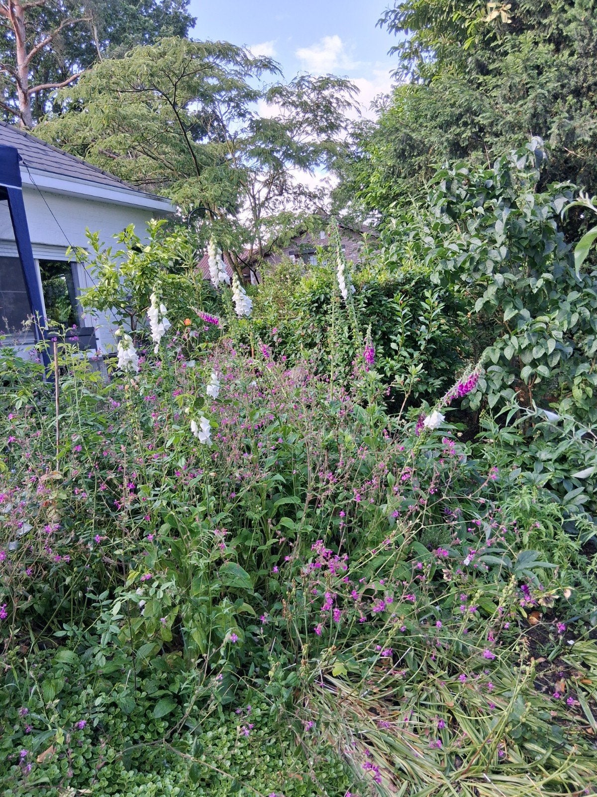 digitalis, Tuin en Terras, Ophalen