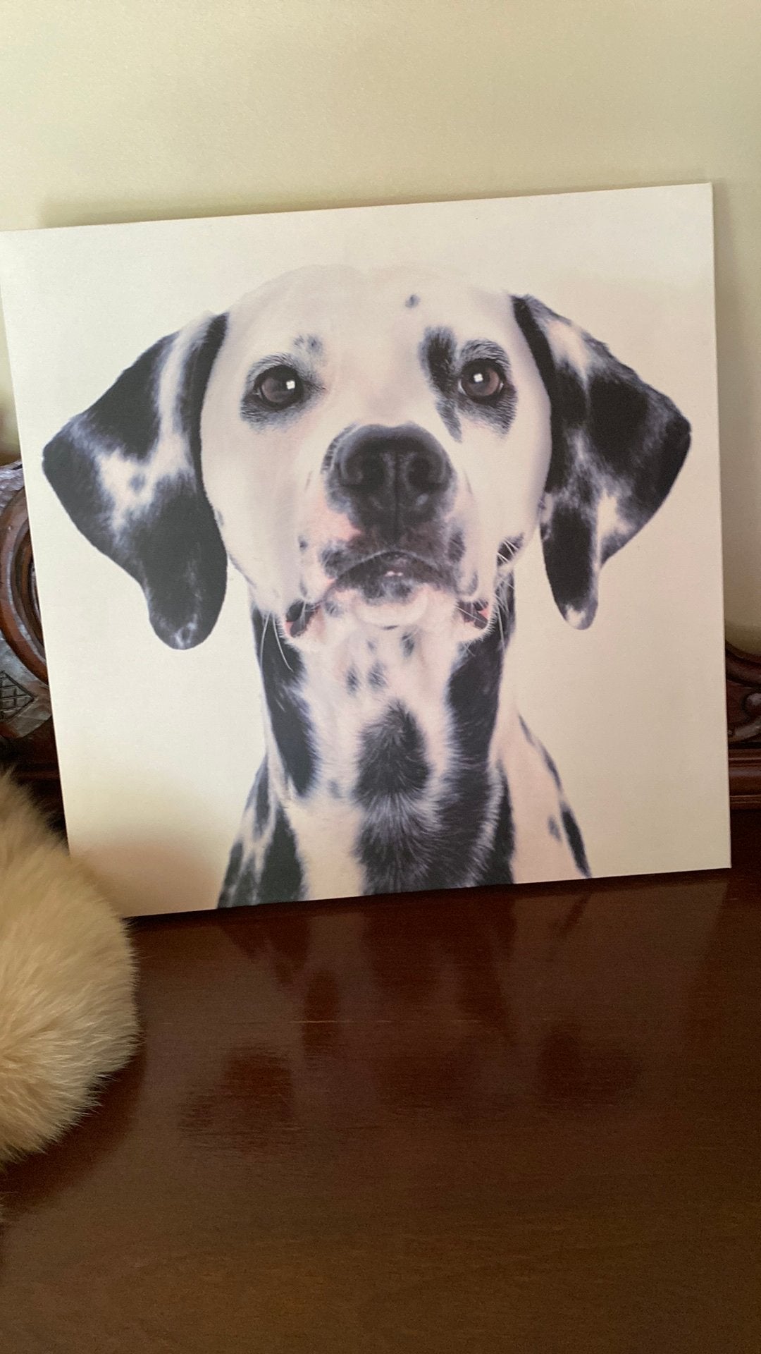 Mooie foto hond, Ophalen, Zo goed als nieuw