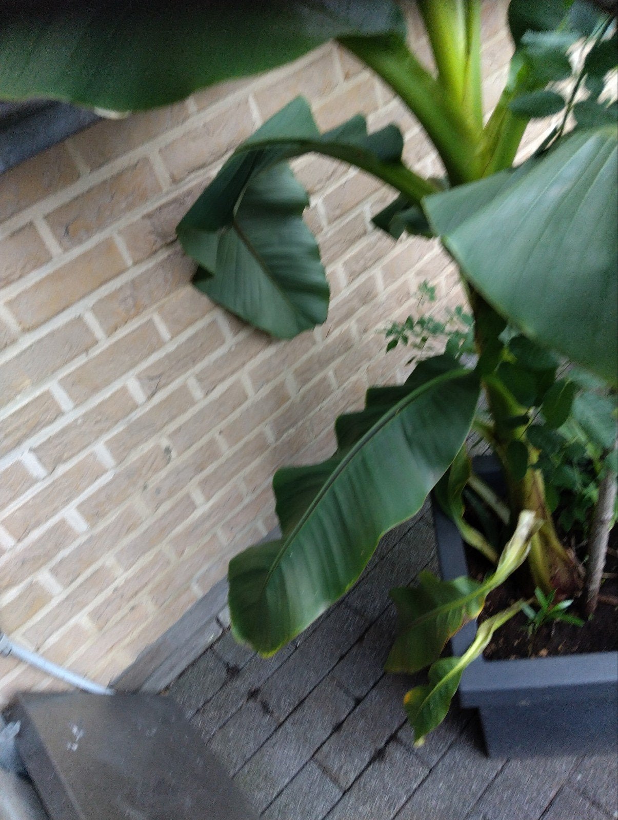 exotische planten, Tuin en Terras, Ophalen, Herfst