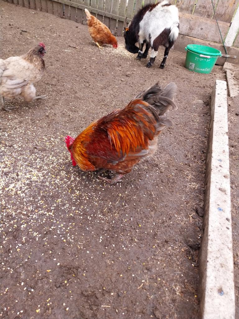pluimvee, Dieren en Toebehoren, Pluimvee