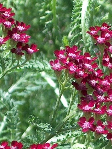 Achillea Summer Wine, Ophalen