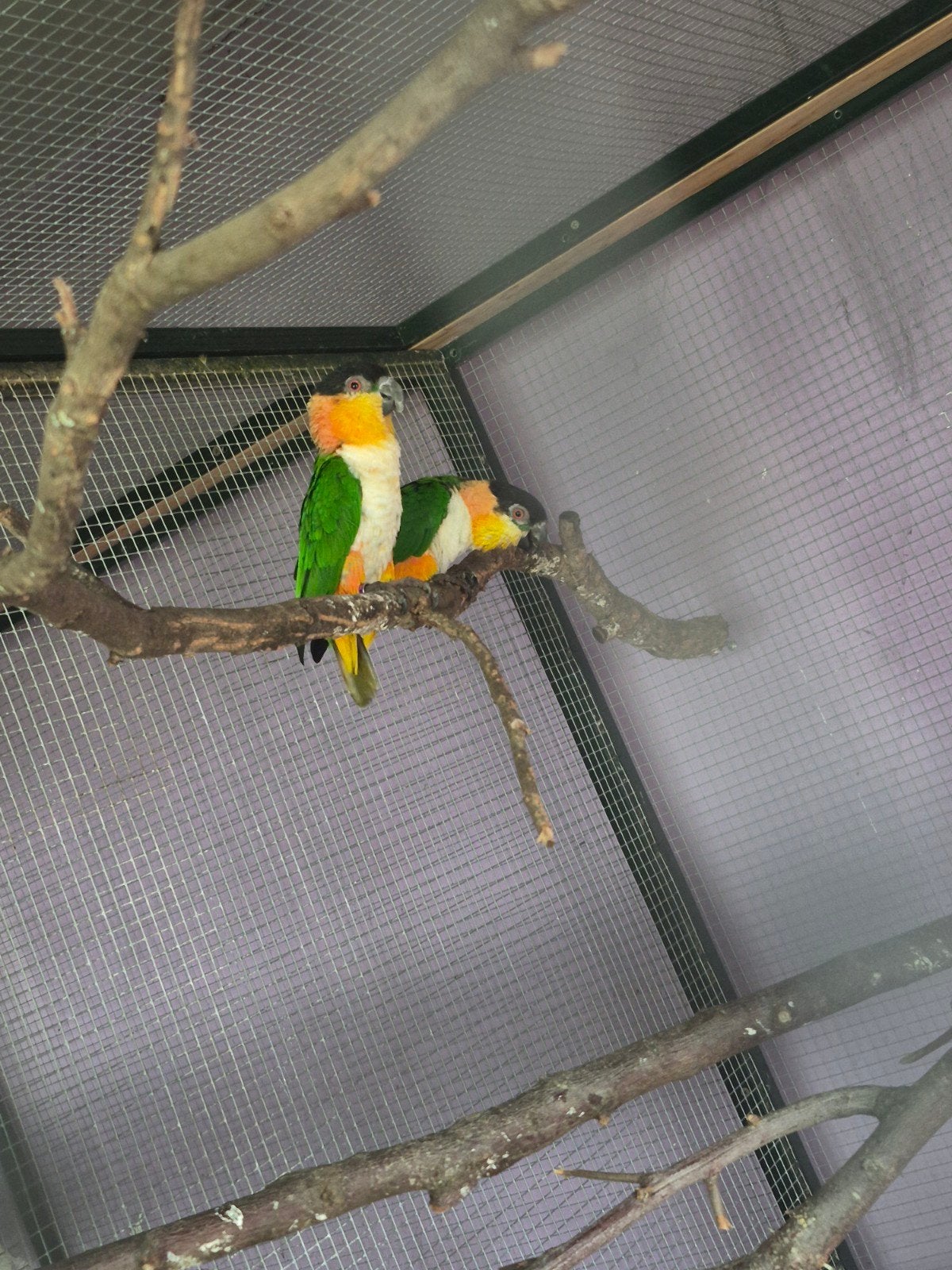 couple de caïques reproducteur