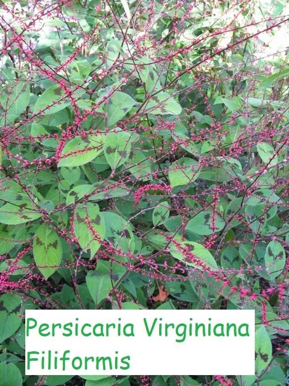 Persicaria Virginiana "Filliformis",, Ophalen, Herfst, Vaste plant, Halfschaduw