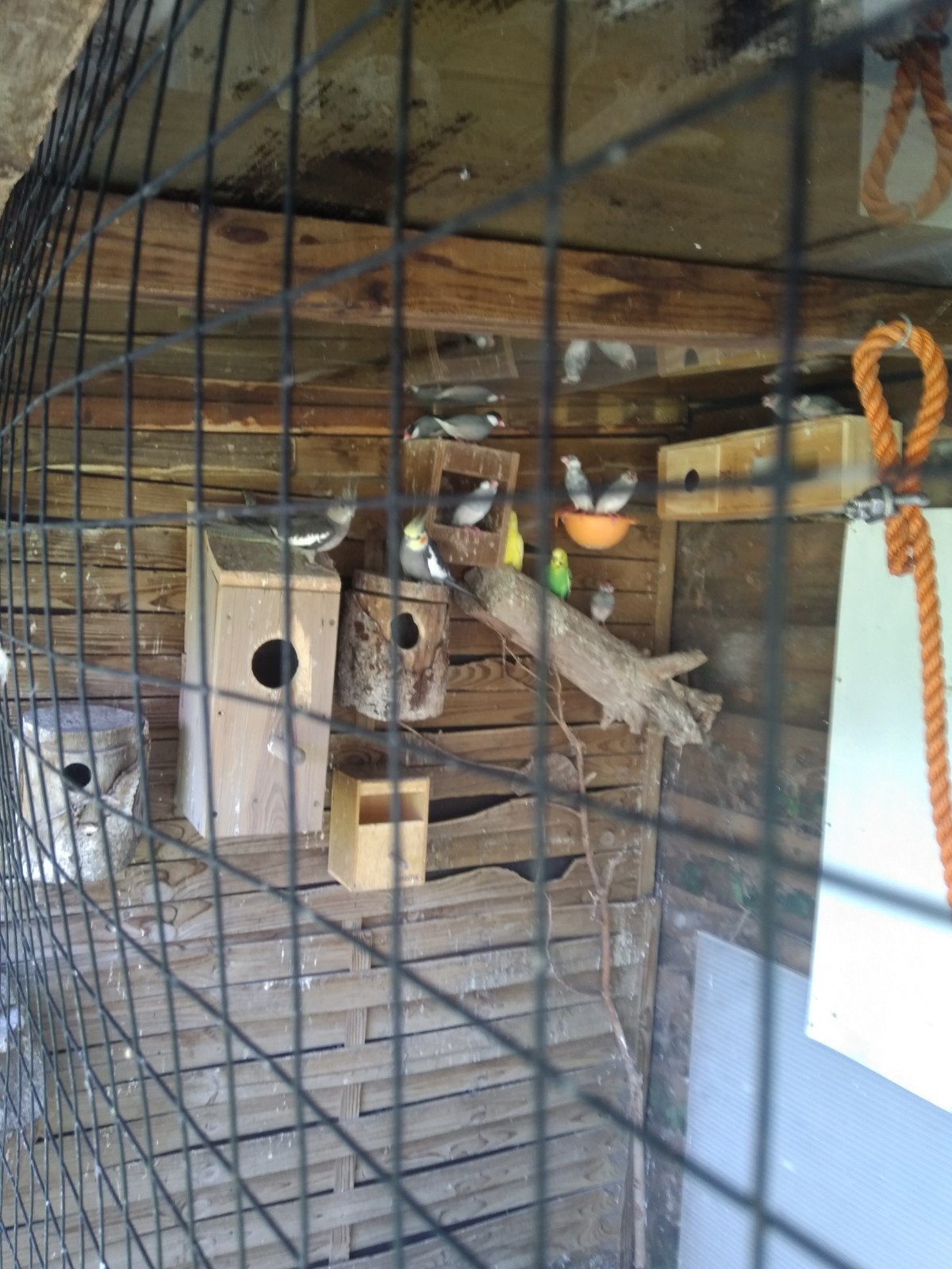 Rijstvogels te koop 9 vogels 45euro