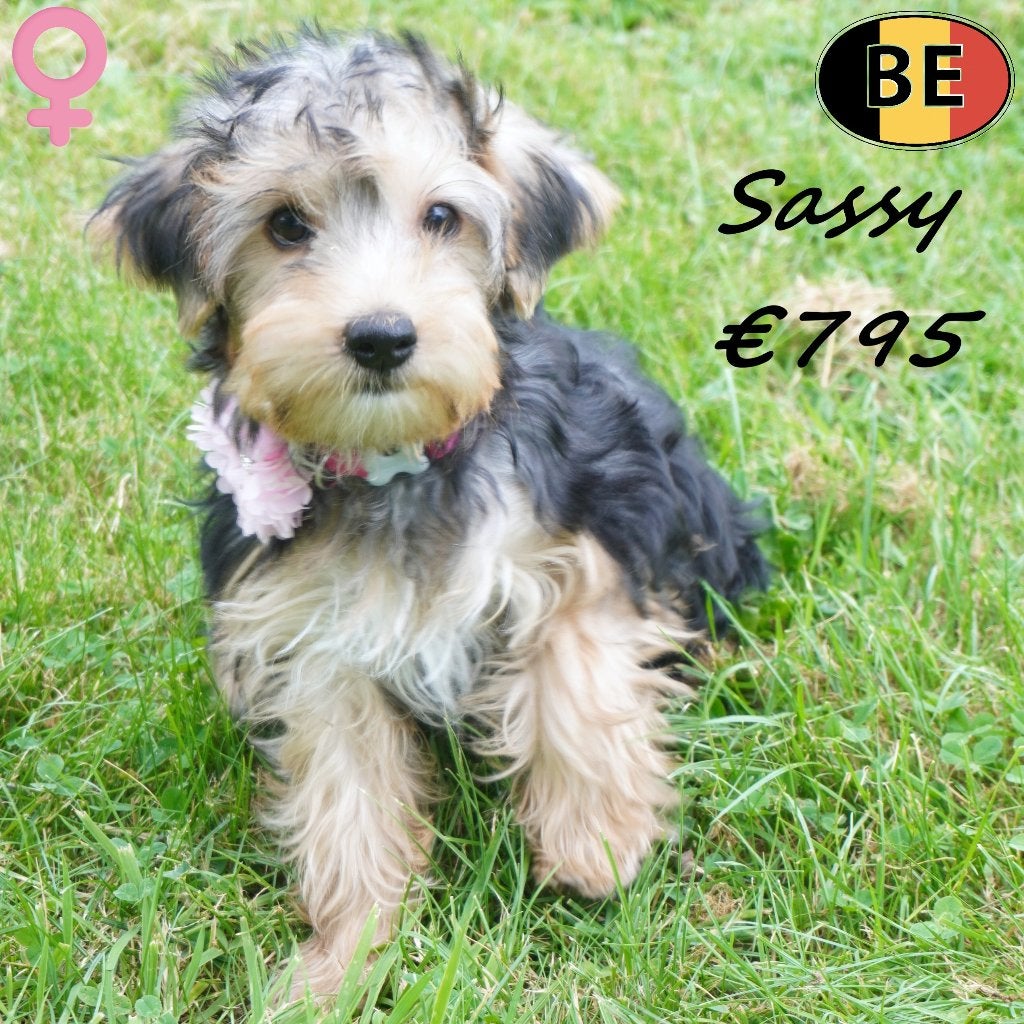 Yorkshire Terriër (teefjes) Belgische pups te koop, Dieren en Toebehoren, België, Handelaar, 8 tot 15 weken, Teef