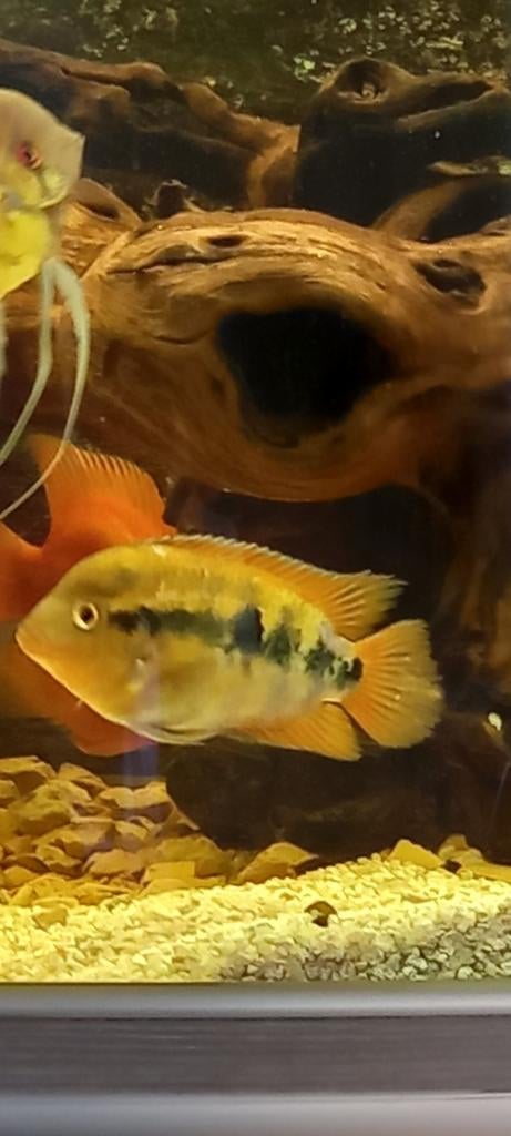 Regenboog  cihlazoma, Dieren en Toebehoren