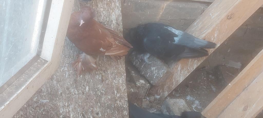 Hongarije  duiven  35€ koppel, Dieren en Toebehoren, Vogels | Duiven, Meerdere dieren, Overige soorten