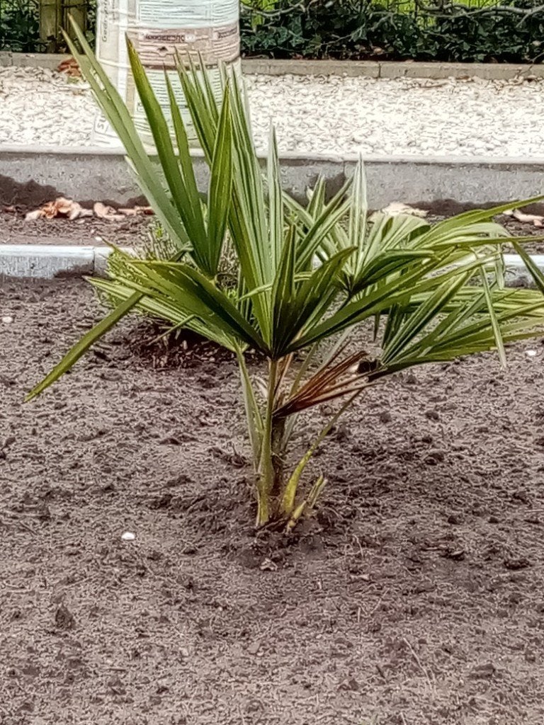 PALMBOMEN 4 STUKS, Jardin & Terrasse, Plantes | Arbres, Enlèvement, Palmier
