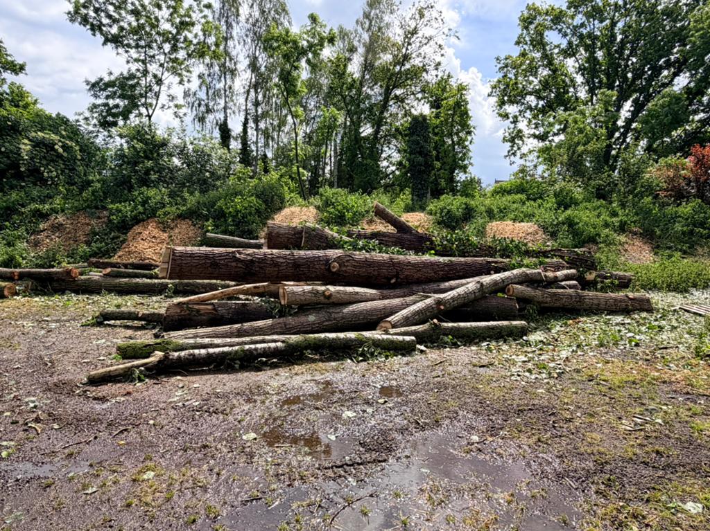 bois de chauffage, 6 m³ ou plus, Enlèvement, Autres essences de bois, Troncs d'arbres