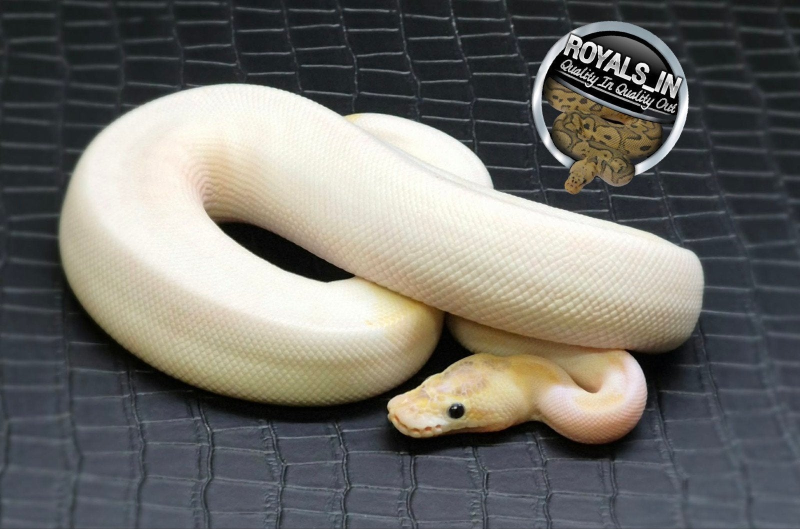 Python regius Ball Python - male for sale from ROYALS_IN