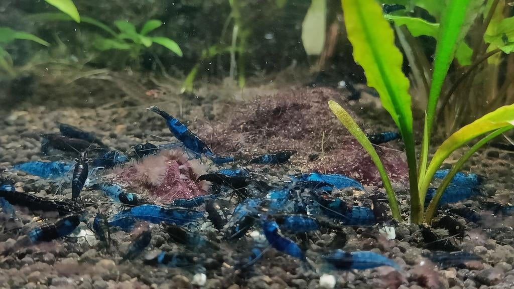 Garnalen Neocaridina blauw Blauwe saffier, Kreeft, Krab of Garnaal, Zoetwatervis