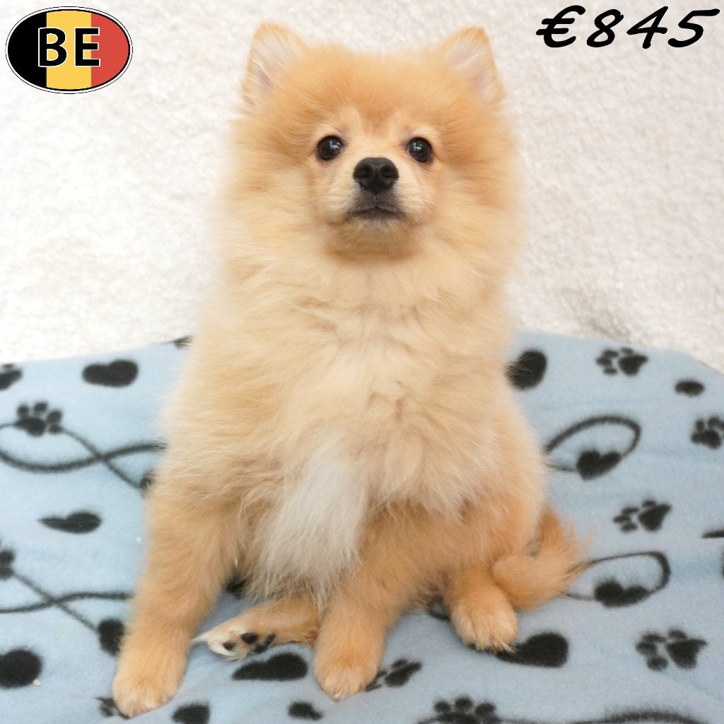 Spitz (mâles) chiots belges à vendre, Commerçant, Chien (mâle), Maladie de Carré (chiens), Autres races