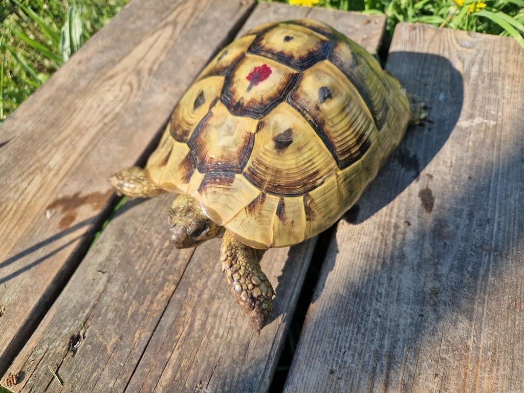 Hermann boettgeri, Schildpad