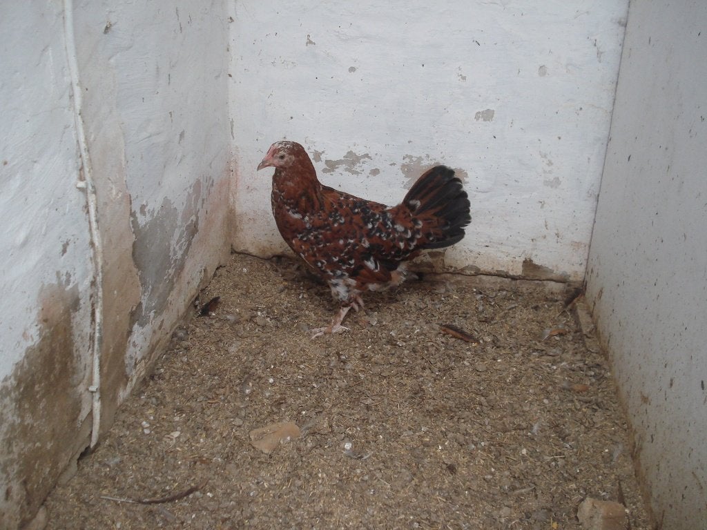 hen (porselein, duizendkleur), Dieren en Toebehoren, Vrouwelijk, Kip