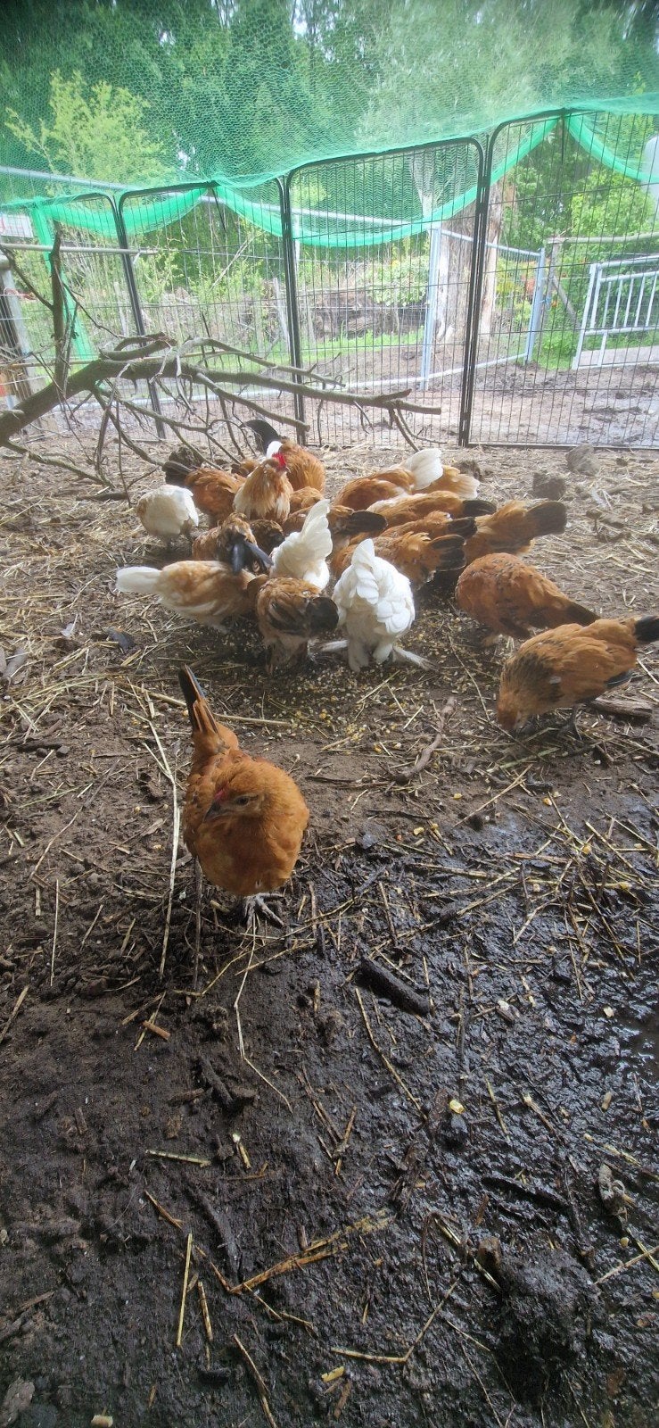 Antwerpse baardkriel kippen, Dieren en Toebehoren, Pluimvee