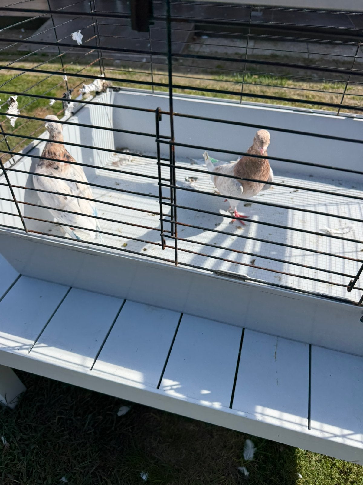 Hoogvligen duiven, Dieren en Toebehoren, Vogels | Duiven