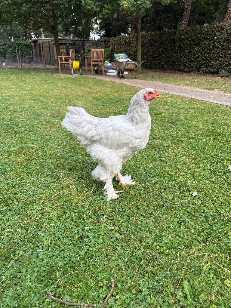 Brahma haan, Mannelijk, Kip