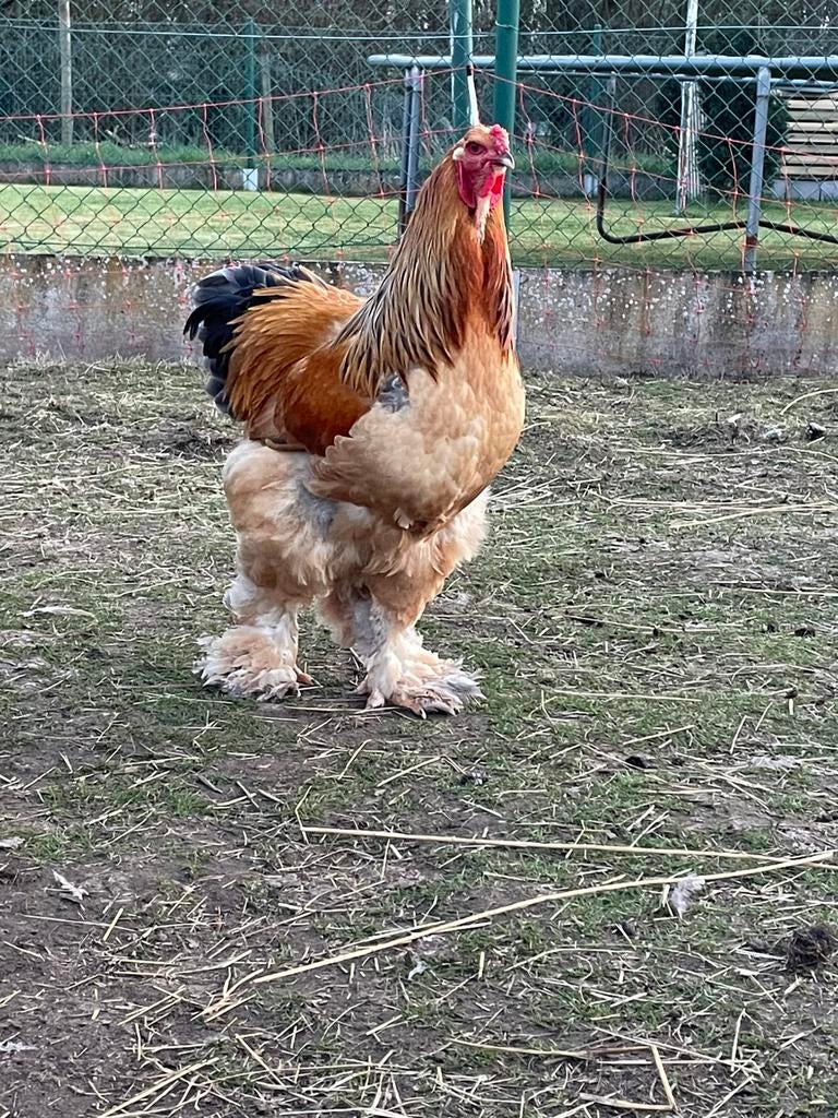 broedeieren Brahma, Dieren en Toebehoren