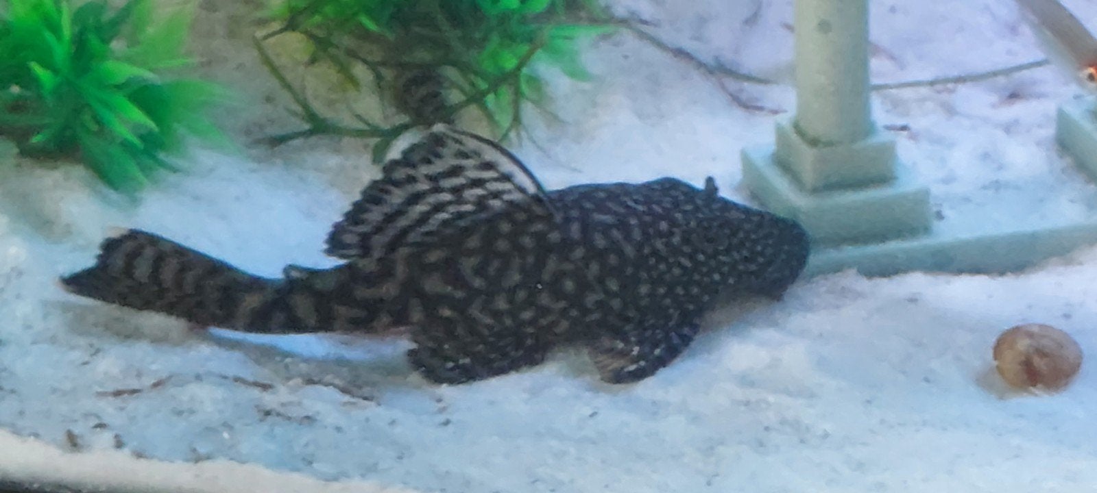 harnais pour poisson-chat Ancistrus, brosse à nez., Animaux & Accessoires, Poissons | Poissons d'aquarium, Poisson