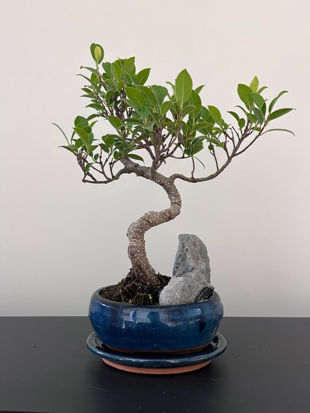 Ficus Bonsai, Tuin en Terras, Planten | Bomen, Ophalen