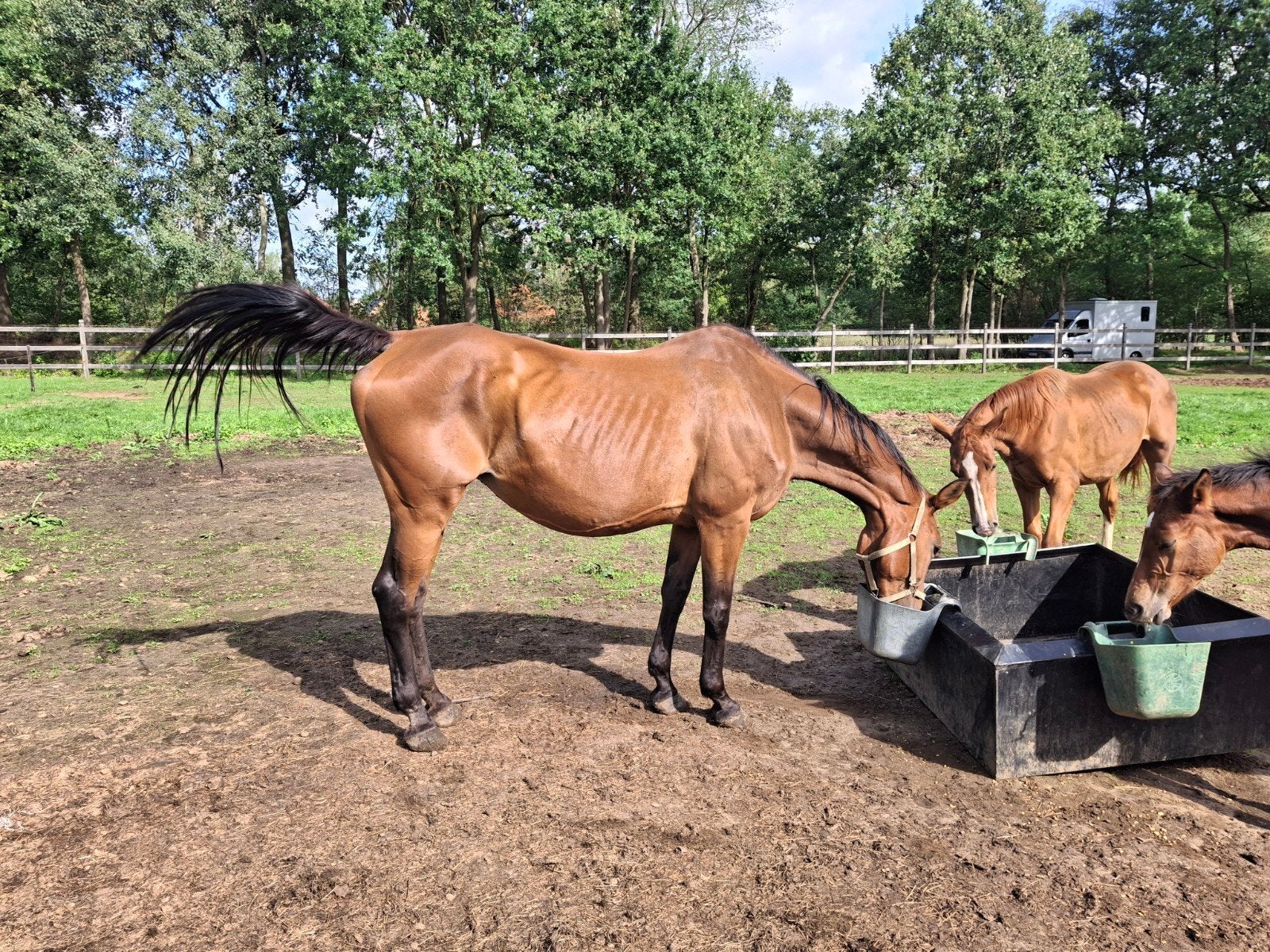 fokmerie / rijpaard, Dieren en Toebehoren, Z