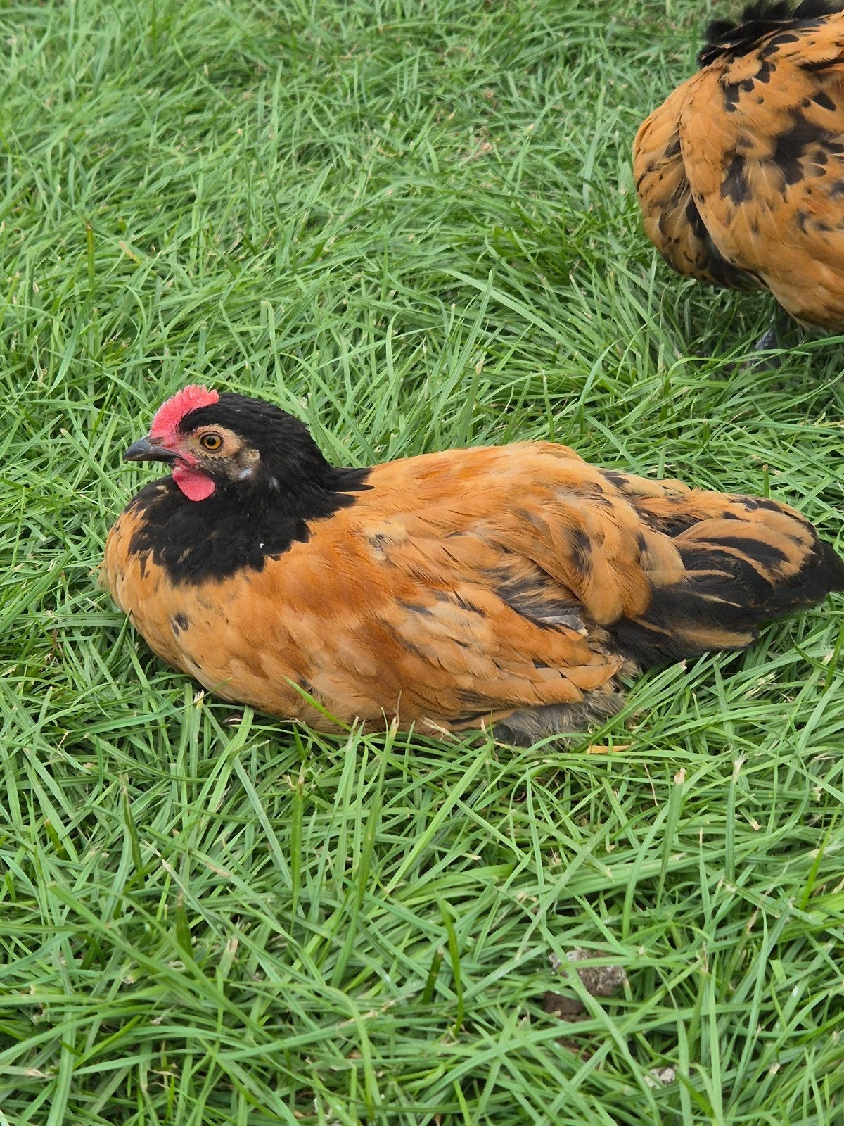 Vorwerk haantjes, Dieren en Toebehoren, Pluimvee