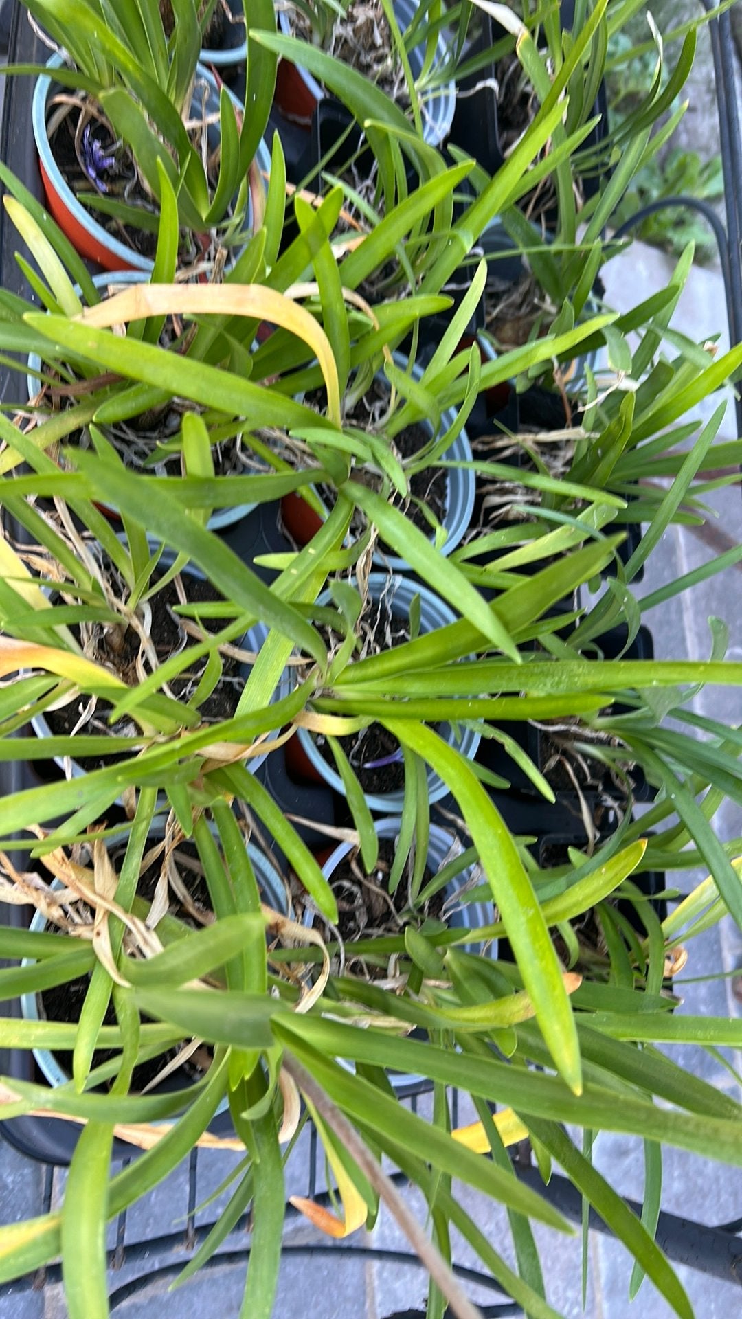 Agapanthus, Tuin en Terras, Volle zon, Vaste plant, Zomer, Ophalen