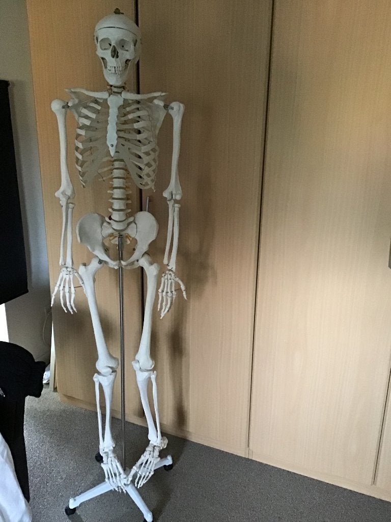 Anatomie skelet 1m70 op wieltjes, Ophalen, Zo goed als nieuw