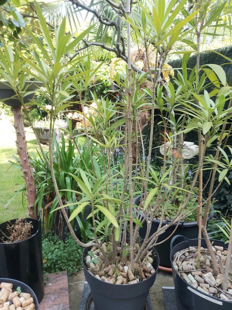 Grote oleanders, Ophalen
