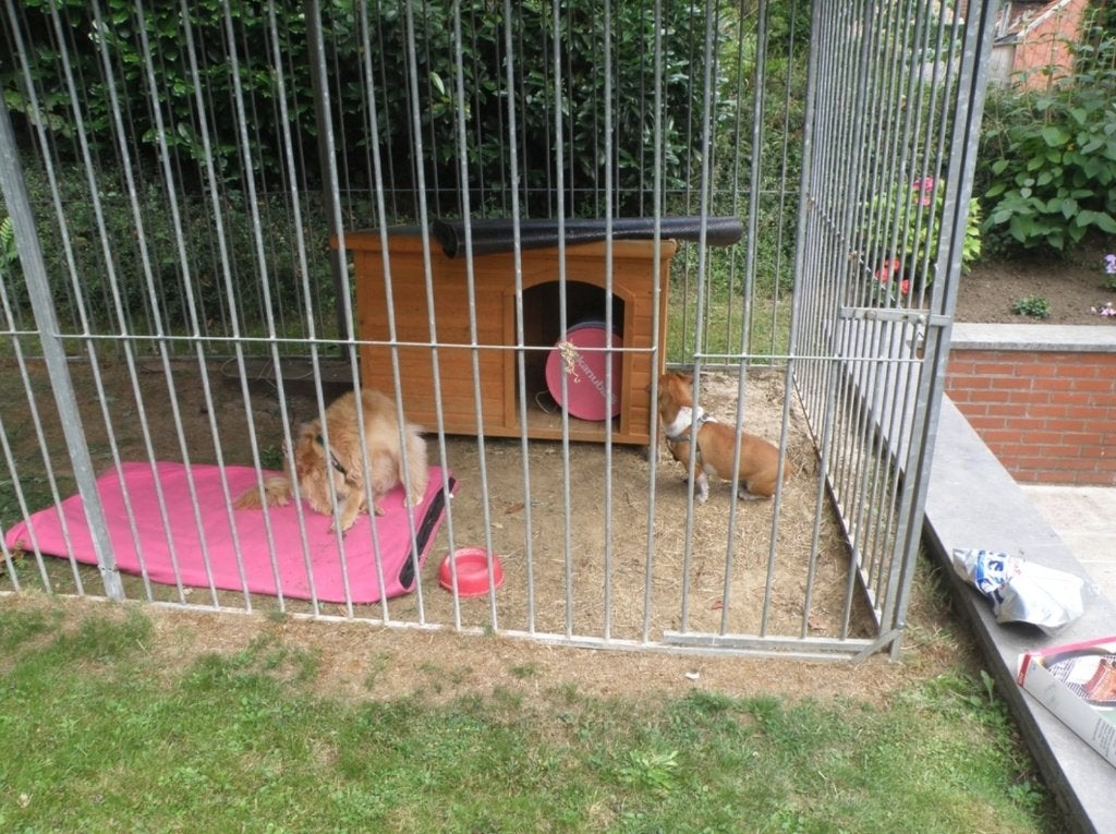 Chenil, Ophalen, Hondenkennel, 100 cm of meer, 110 cm of meer