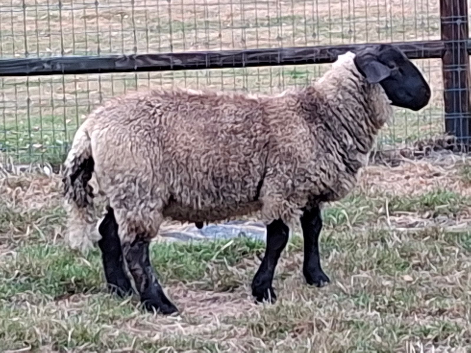 lovenaar boklam, Dieren en Toebehoren, Schapen, Geiten en Varkens