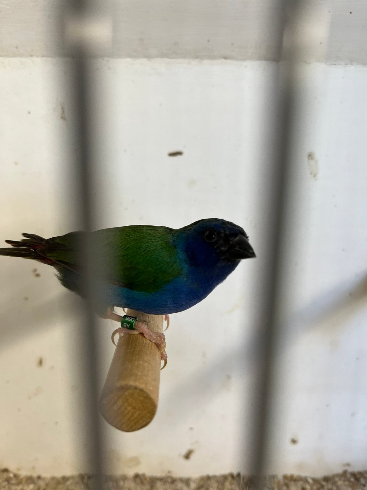 Forbes papegaaiamadine man, Dieren en Toebehoren
