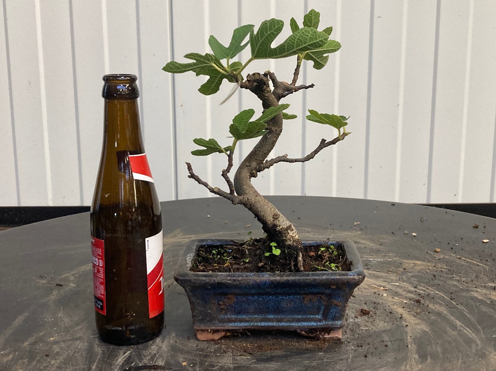 Plante de démarrage pour bonsaï, Enlèvement