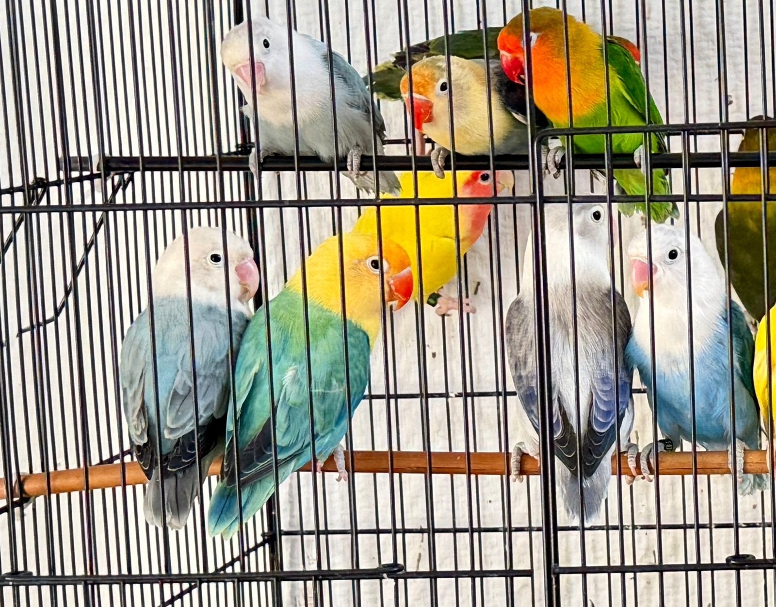 Lot de 17 inséparable à vendre, Animaux & Accessoires