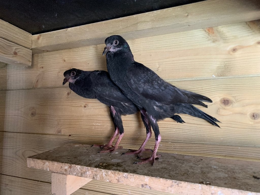 Jonge zwarte brunners, Dieren en Toebehoren, Meerdere dieren, Kropper
