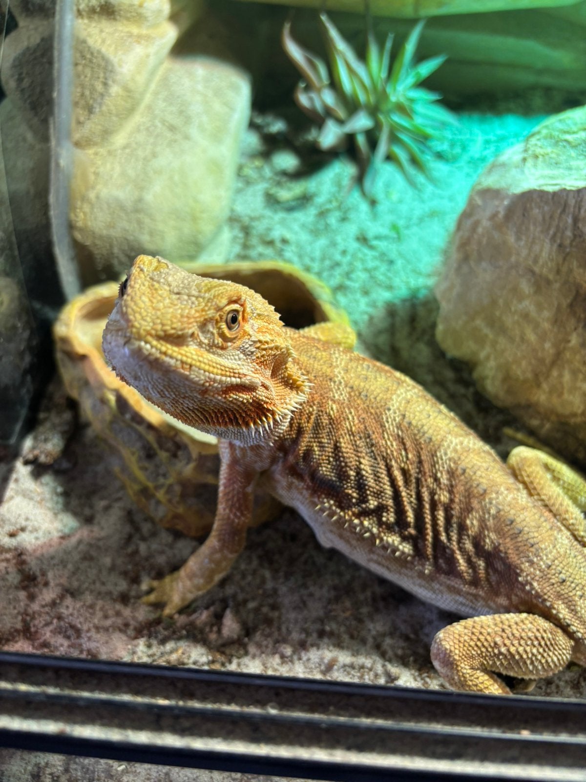 Baardaghaam met terrarium, Dieren en Toebehoren, Reptielen en Amfibieën, Met terrarium