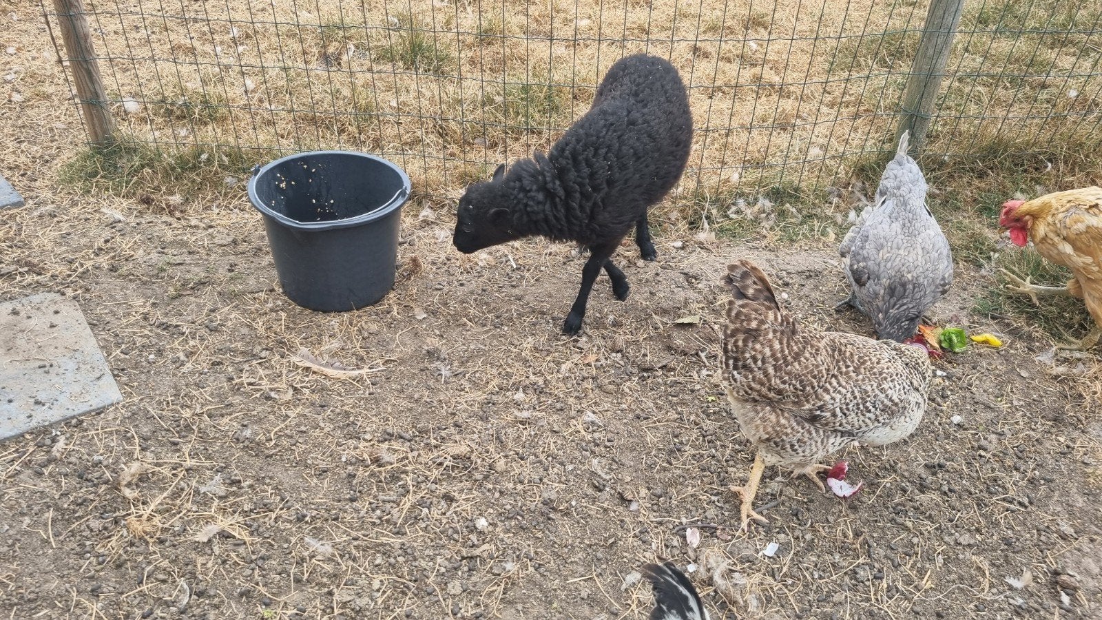 Ouessant ooilam, Dieren en Toebehoren, Schapen, Geiten en Varkens, Vrouwelijk, Schaap, 0 tot 2 jaar
