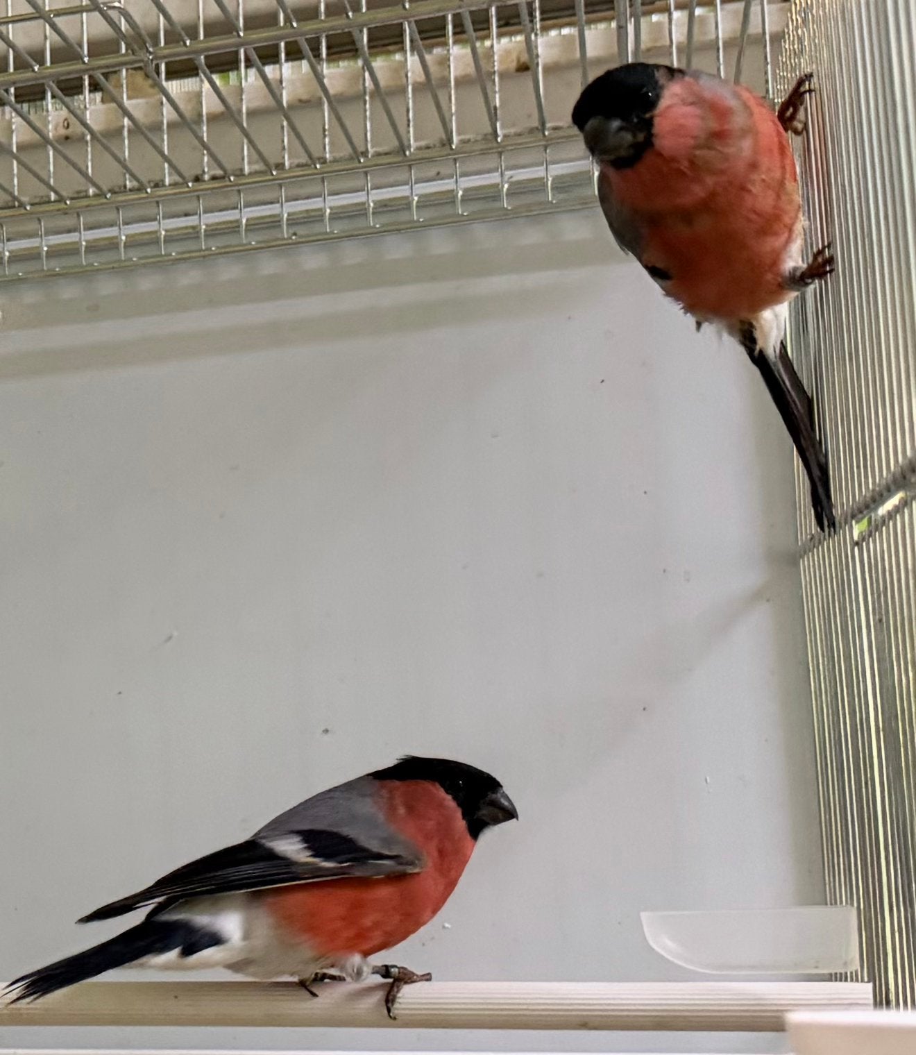 Goudvink mannen en poppen 2026, Plusieurs animaux, Oiseau chanteur sauvage, Bagué