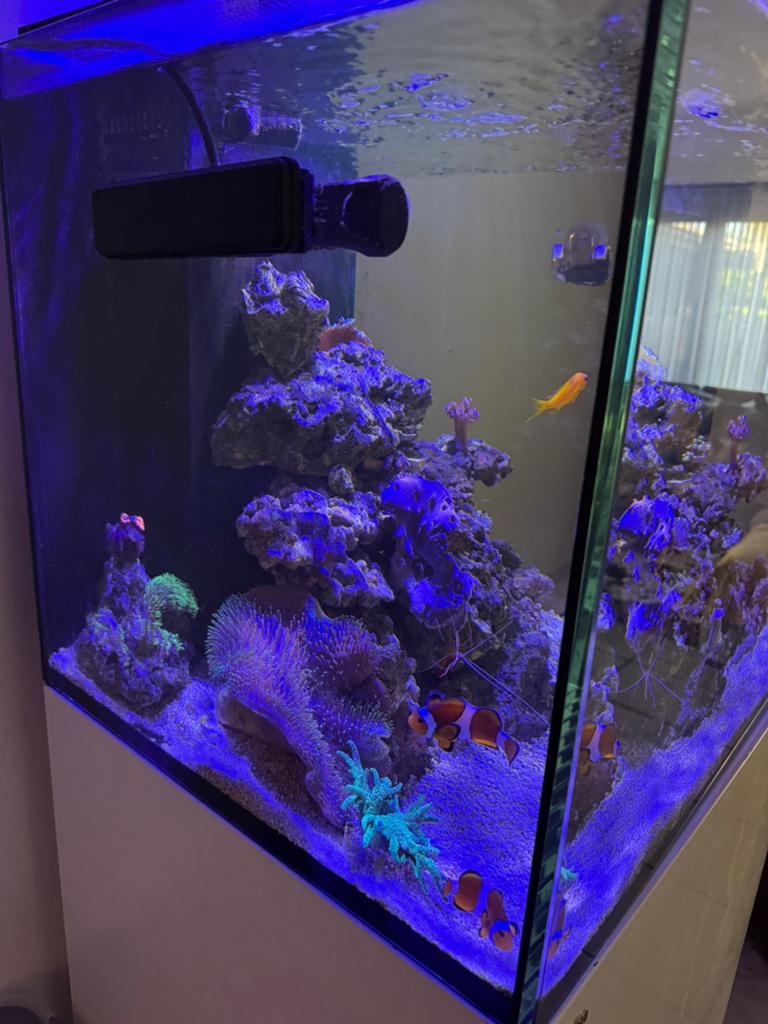 Zeeaquarium met levende haven, Animaux & Accessoires, Enlèvement, Comme neuf