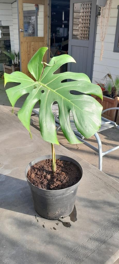 Monstera gewortelde stek, Ophalen