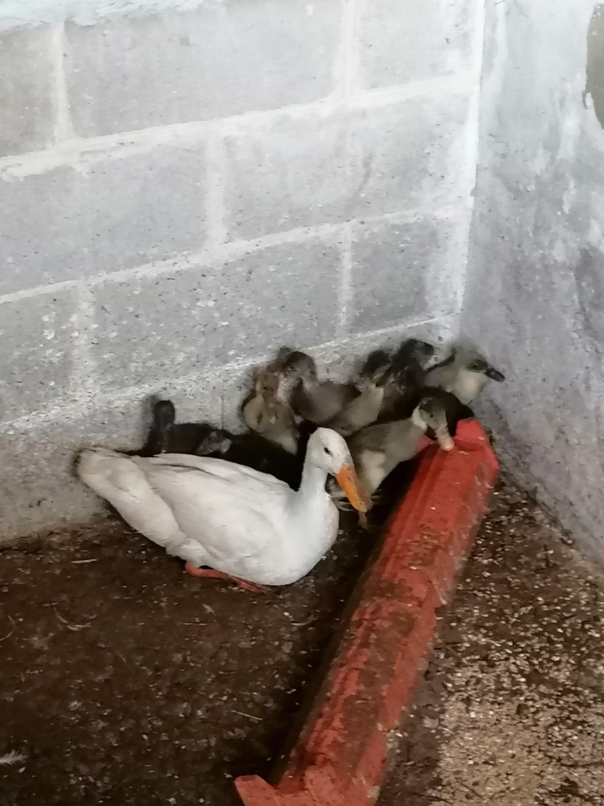 Loopeenden, Dieren en Toebehoren