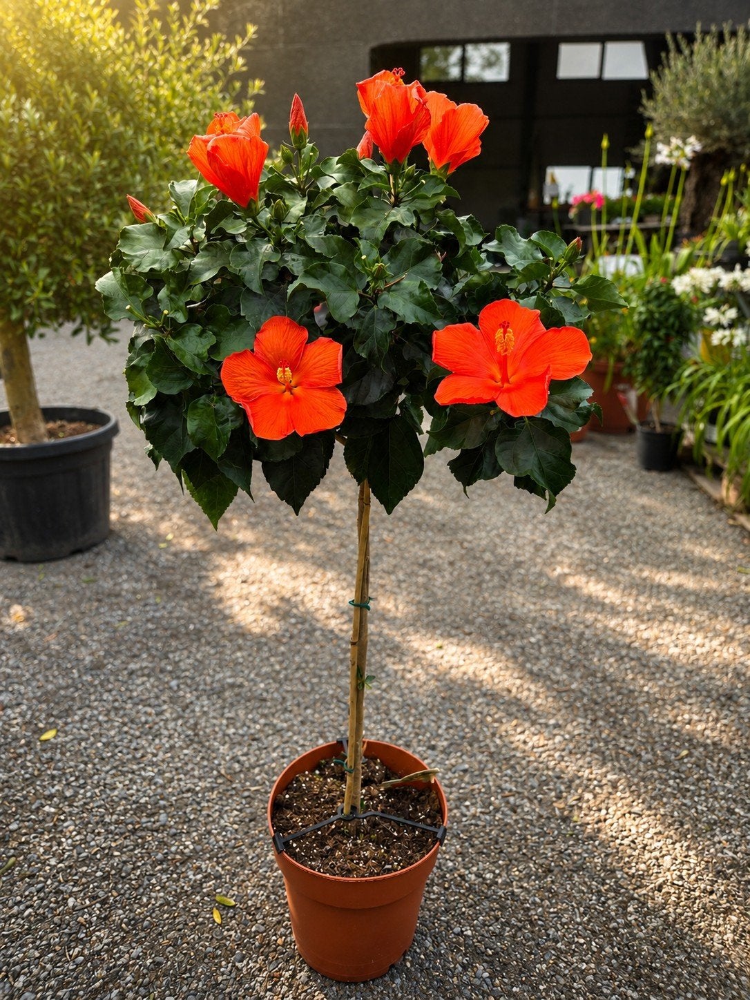 Hibiscus Rosa Sinensis op stam, Tuin en Terras, Ophalen