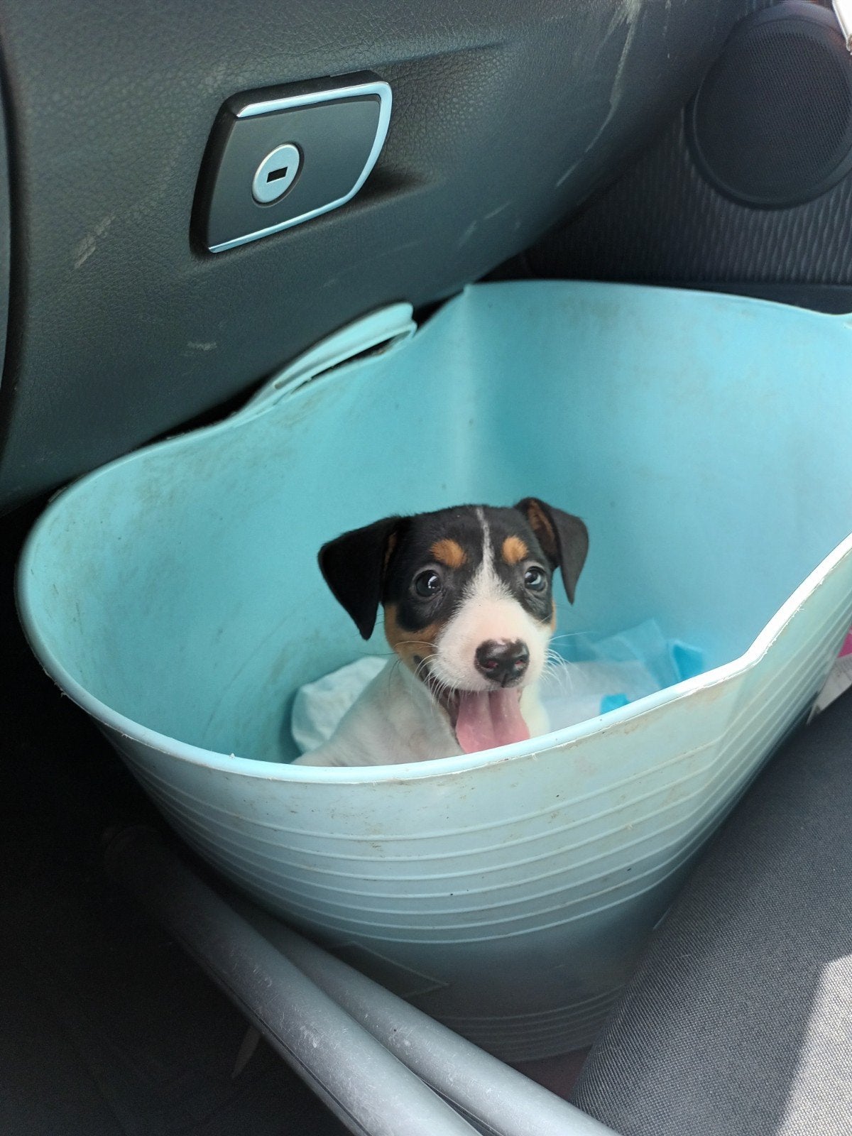 Jack Russel puppy reutje ,  8 weken !, Dieren en Toebehoren, Honden | Jack Russells en Terriërs, Reu, Jack Russell Terriër, Fokker | Hobbymatig