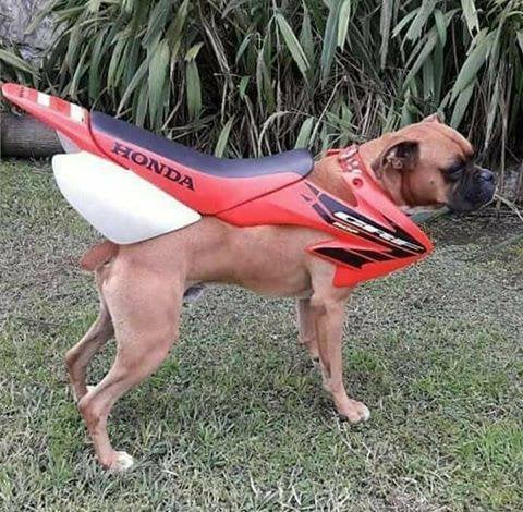 Honda CRF250, Motoren, 250 cc, 4 cilinders, Gebruikt, Particulier