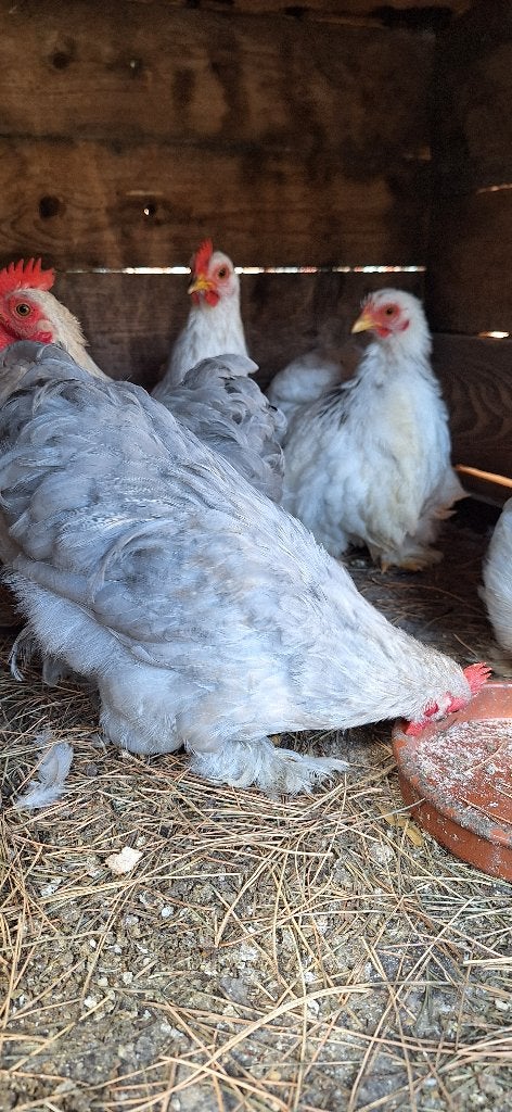 cochin kuikens, Dieren en Toebehoren