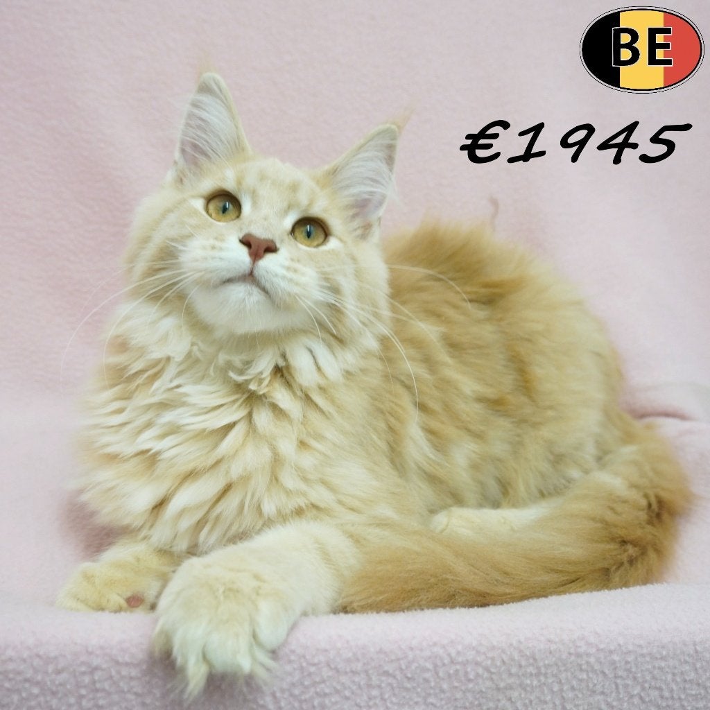 Superbes chatons Maine Coon à vendre (nés en Belgique), Plusieurs animaux, Avec puce électronique, 0 à 2 ans